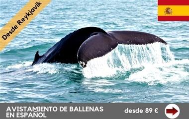 avistamiento-de-ballenas-en-espanol