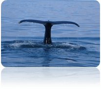 avistamiento de ballenas en Islandia