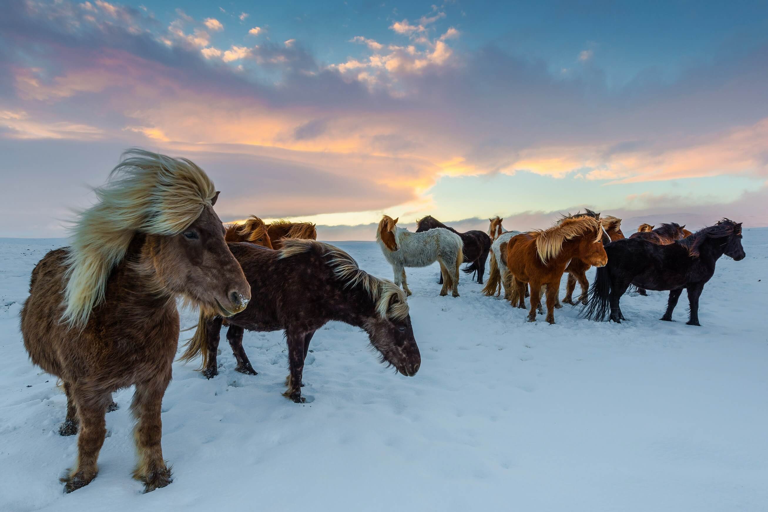 caballos en invierno en Islandia