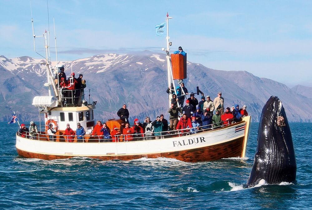 Excursion Whales Husavik