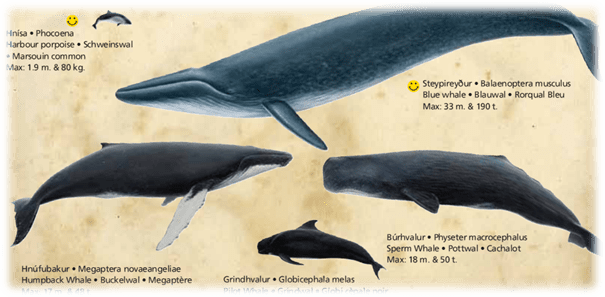 ballenas en Islandia