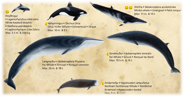 ballenas que se ven en Húsavík