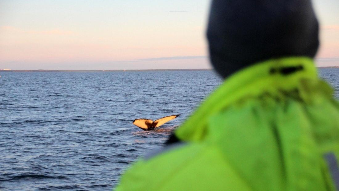 Avistamiento de ballenas con la puesta de sol de medianoche