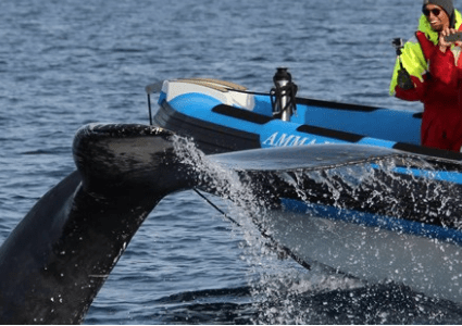Avistamiento de ballenas en Husavik, Zodiac