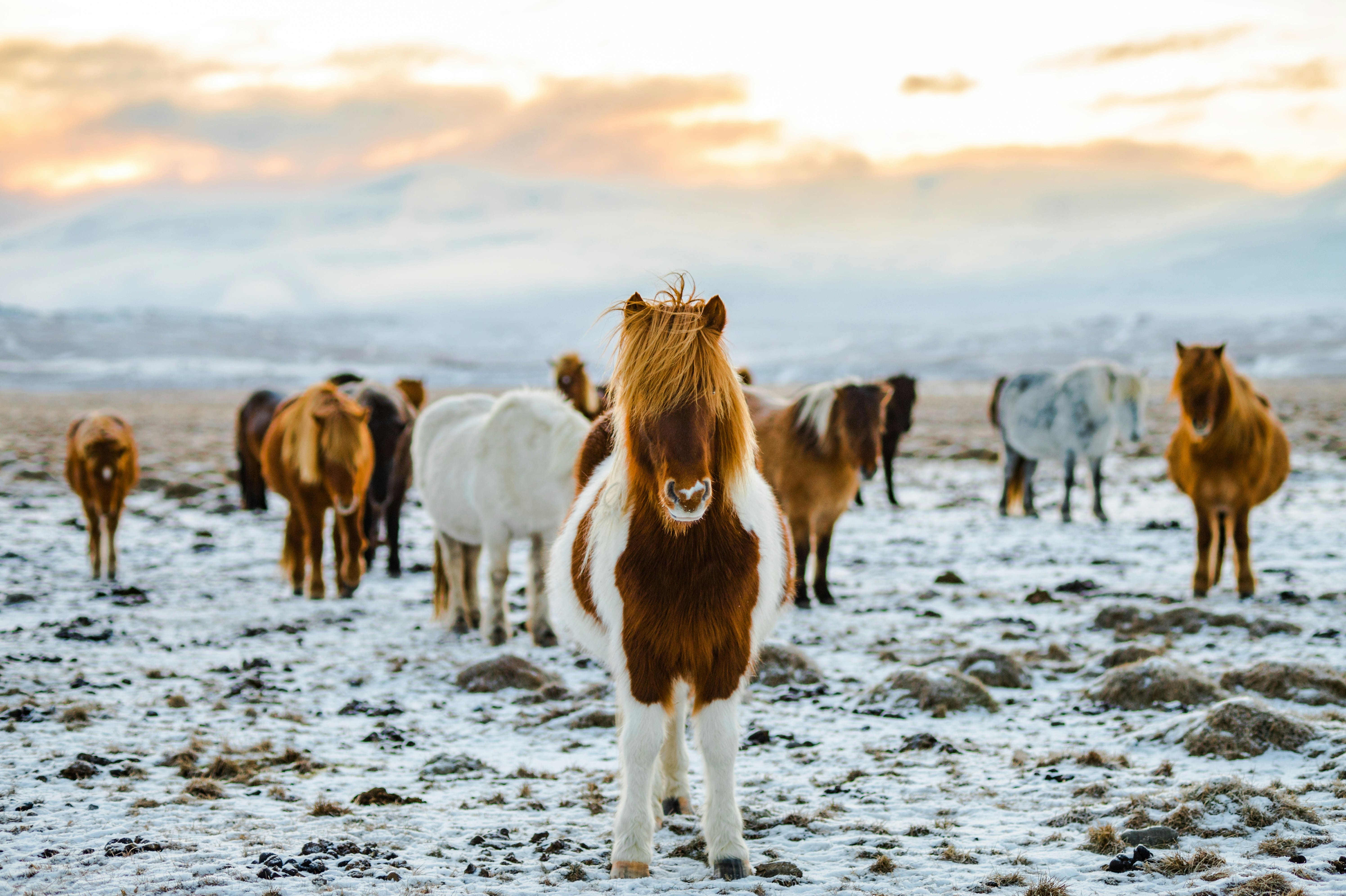 caballos islandeses viajes islandia