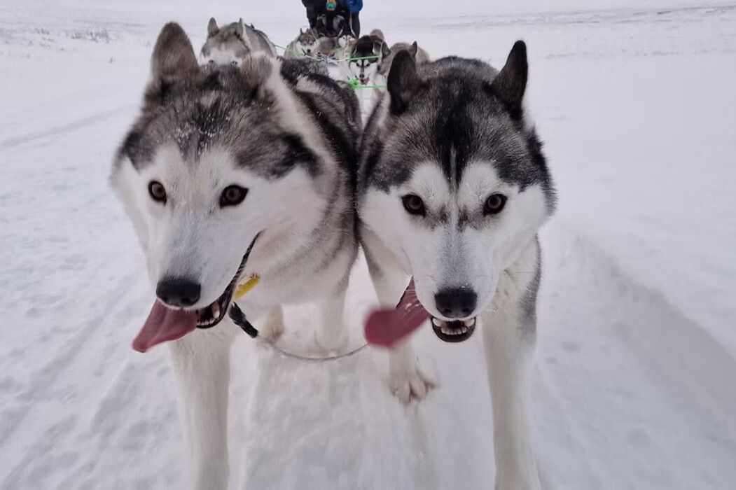 2 dogs north iceland