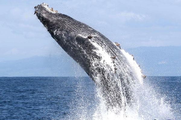 Avistamiento de ballenas desde Holmavik