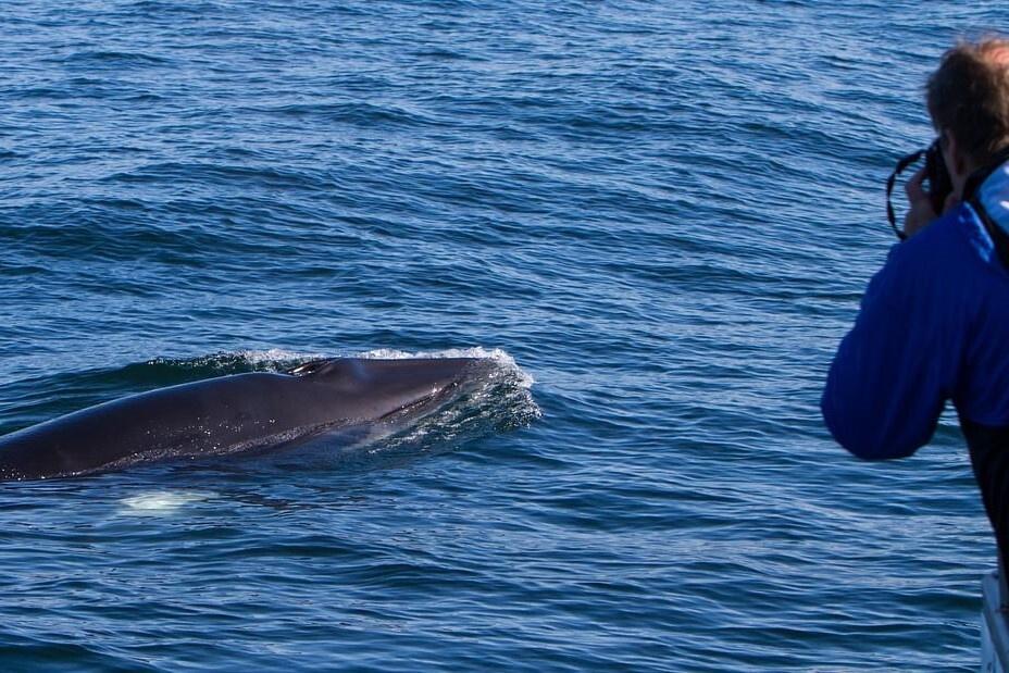 avistamiento de ballenas en holmavik