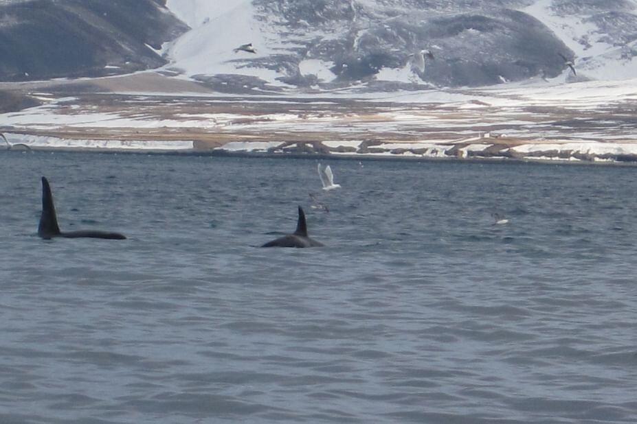 Avistamiento de ballenas en Hólmavík