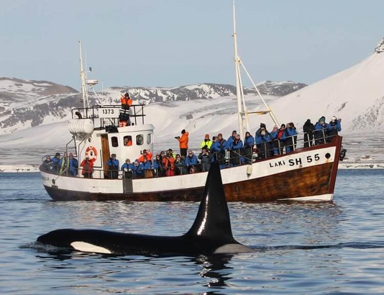 Avistamiento de ballenas desde Olafsvik