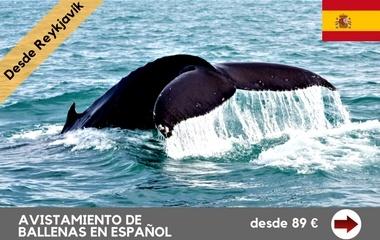 avistamiento-de-ballenas-en-espanol