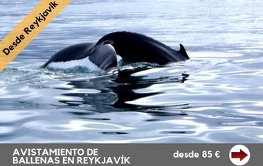 avistamiento-de-ballenas-en-reykjavik