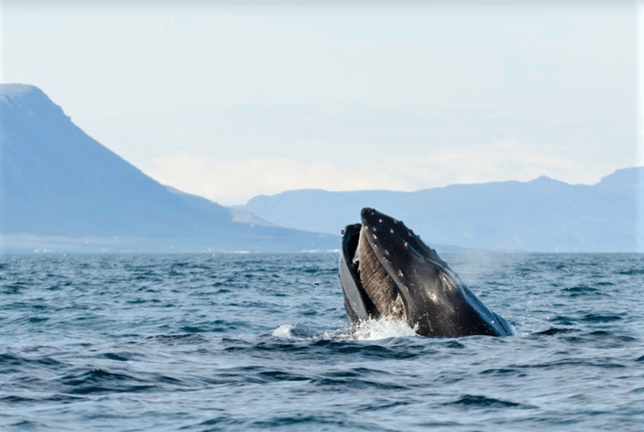 Excursión de avistamiento de ballenas en Akureyri