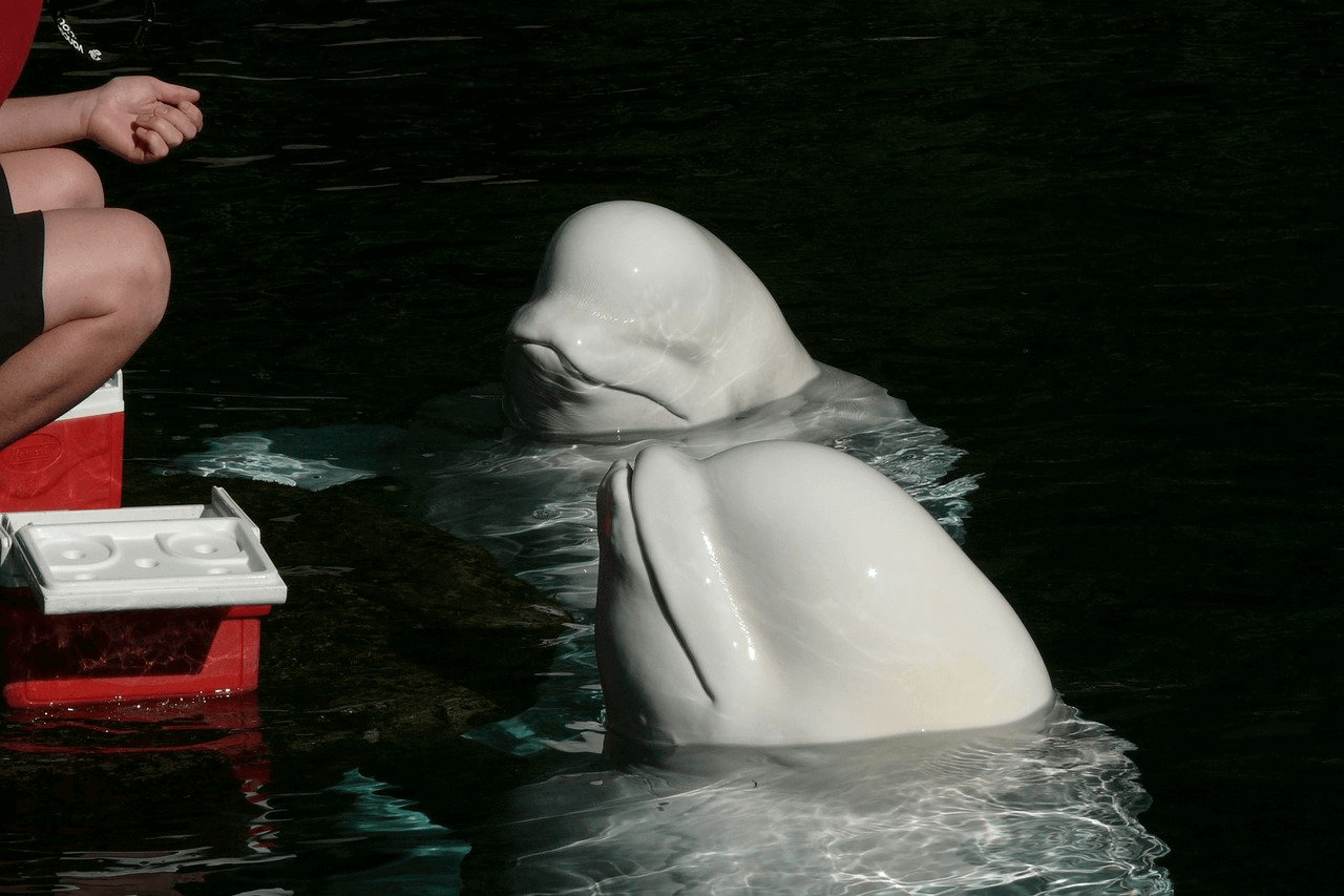 Ballenas beluga comiendo en Islandia