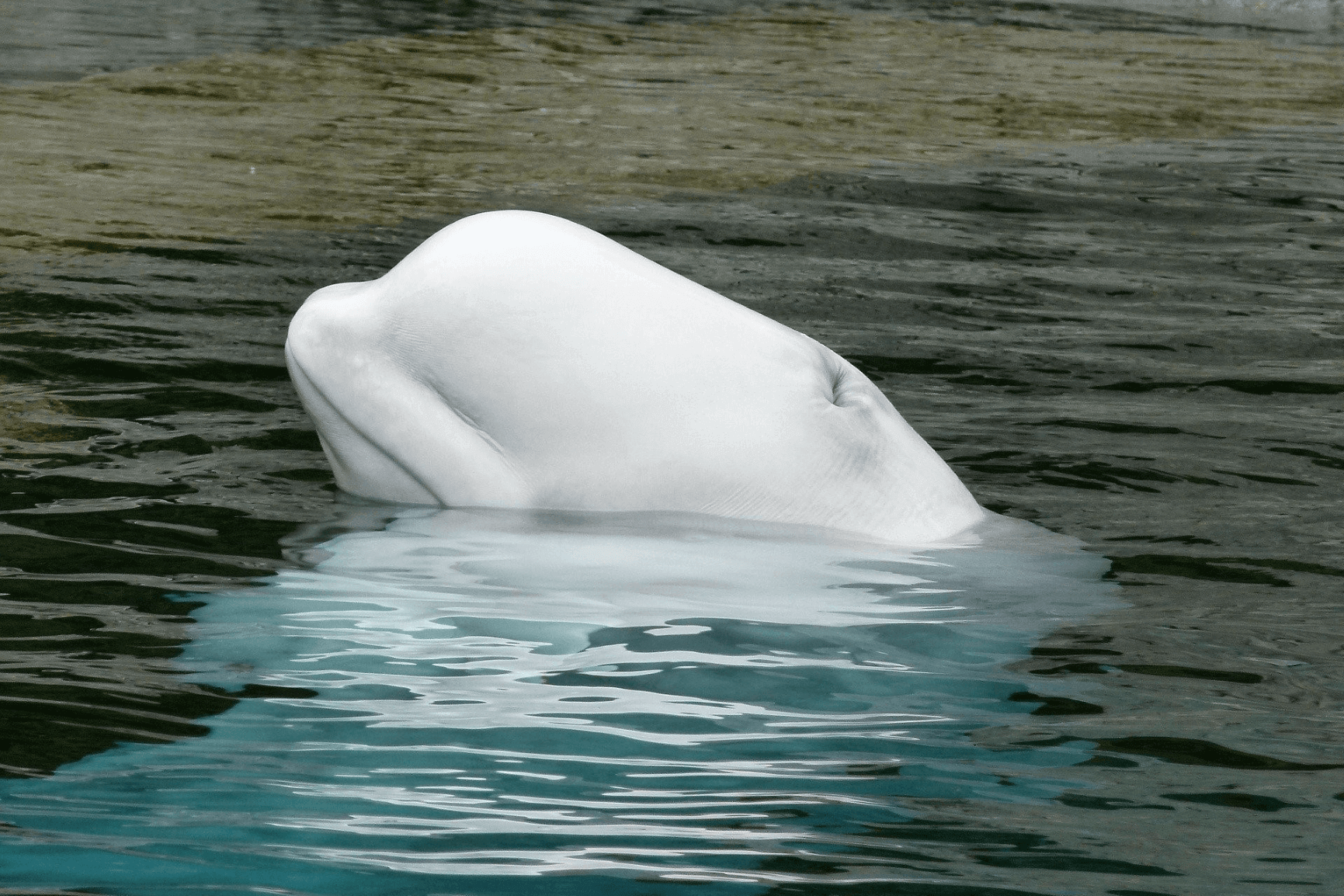 Ballena beluga blanca nadando en Islandia