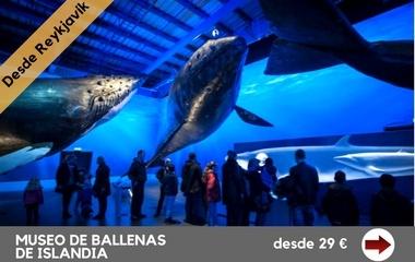 museo-de-ballenas-de-islandia