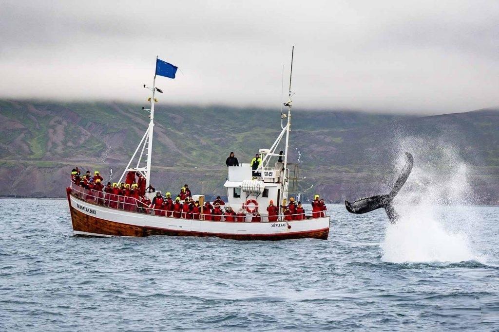 Avistamiento de ballenas en el norte de Islandia