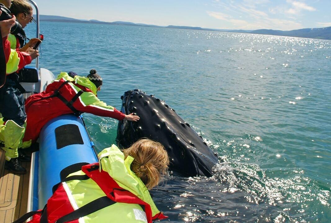 Excursión de avistamiento de ballenas en Húsavík