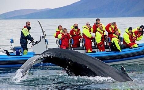 Excursión de avistamiento de ballenas en lancha rápida desde Húsavík