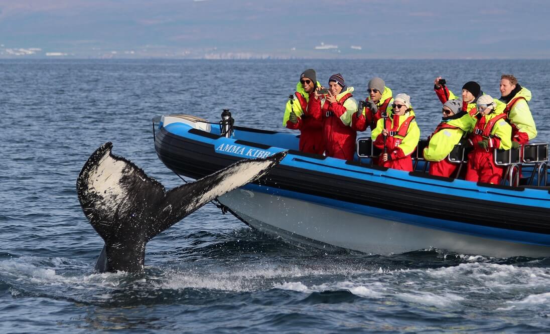 Avistamiento de ballenas en Husavik Islandia desde lancha rápida