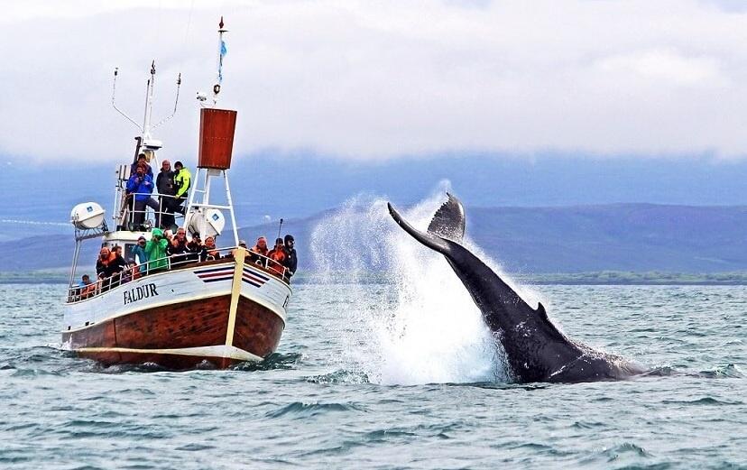 excursion ballenas Husavik Islandia