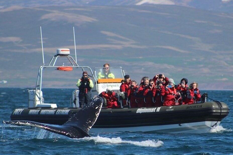 Whale watching tour in speedboat in Akureyri