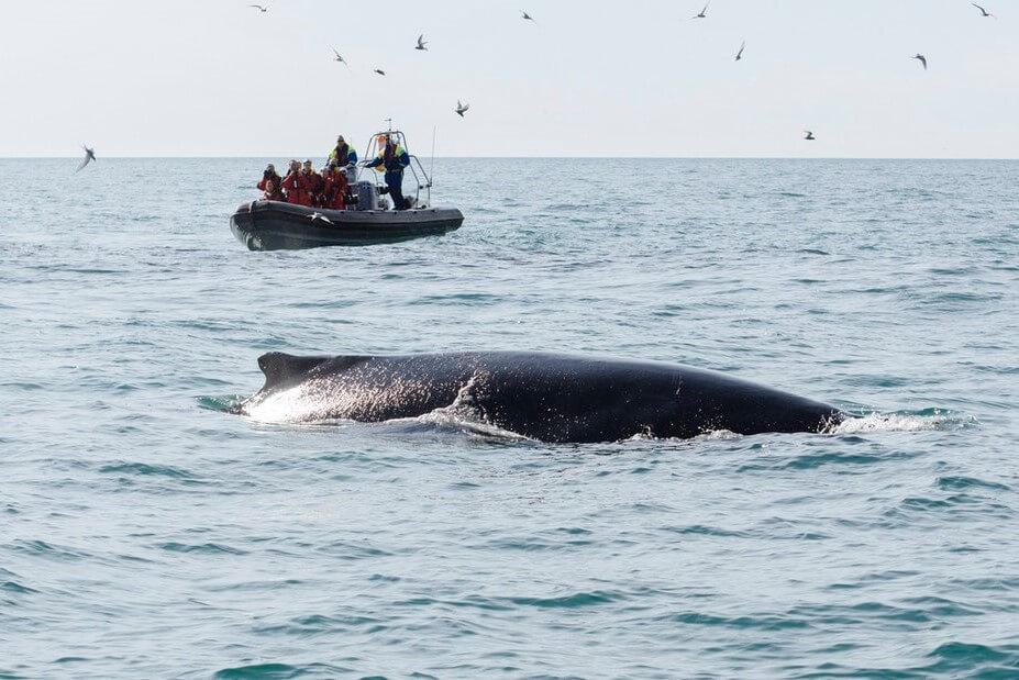 Whale watching in Akureyri, speedboat tour