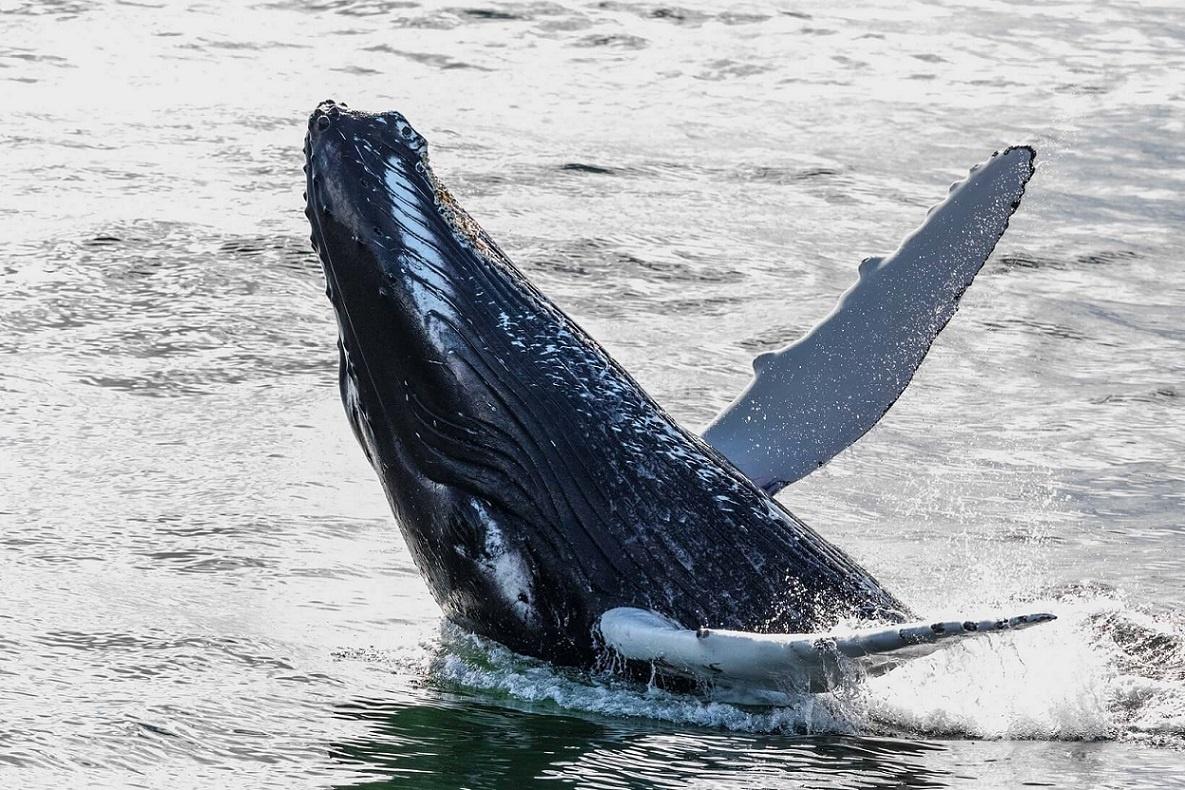 ballenas foto en islandia
