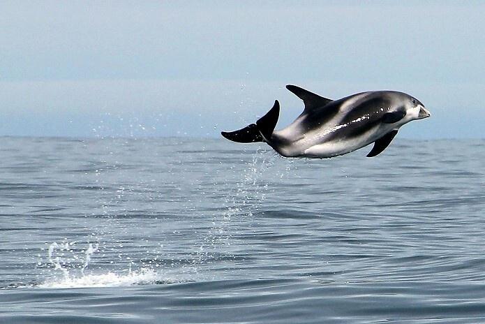 Delfines en la costa de Islandia