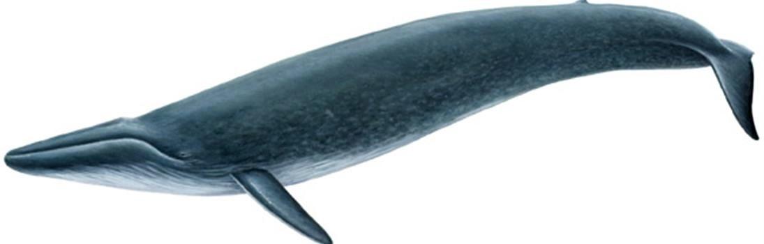 La ballena azul se puede ver en Islandia