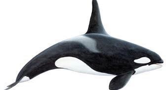 Las orcas son uno de los tipos de ballenas en Islandia