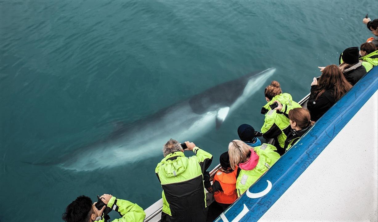 Excursión de avistamiento de ballenas en Reykjavík