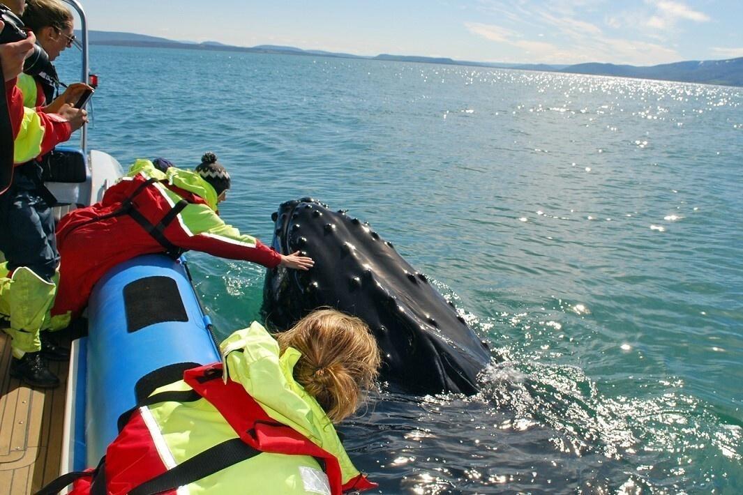 Excursión en lancha rápida para ver ballenas en Islandia