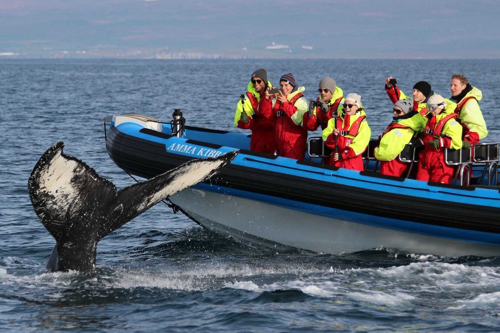 Excursión de avistamiento de ballenas en lancha rápida en Islandia