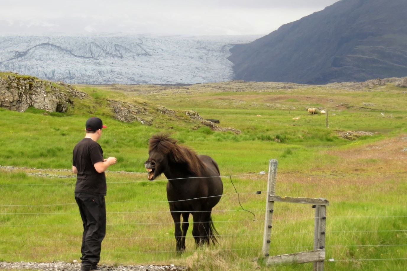 caballo islandia glaciar