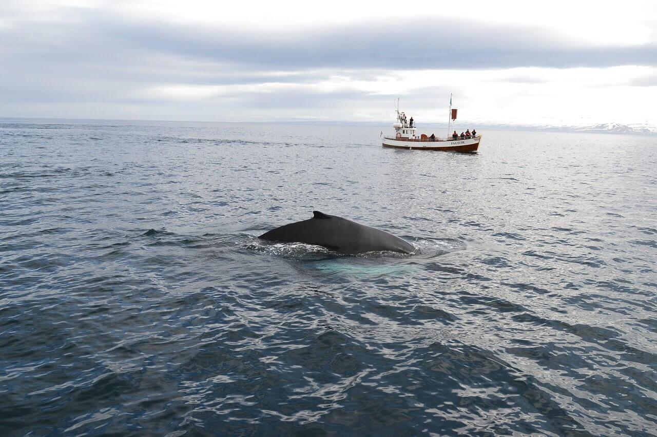 Excursiones en el mar para ver ballenas en Islandia