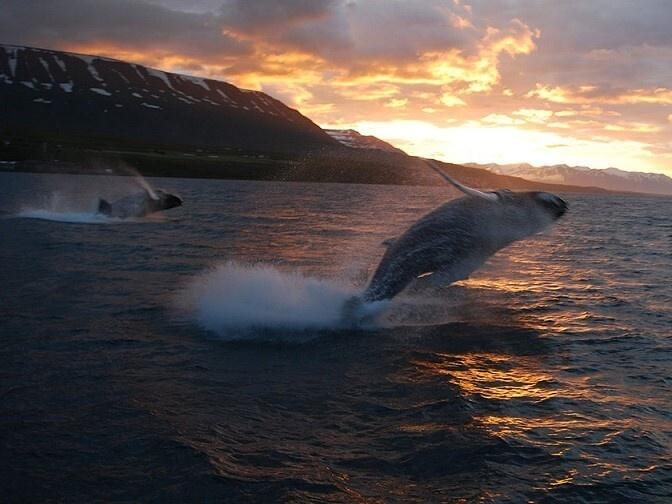 Avistamiento de ballenas en Akureyri