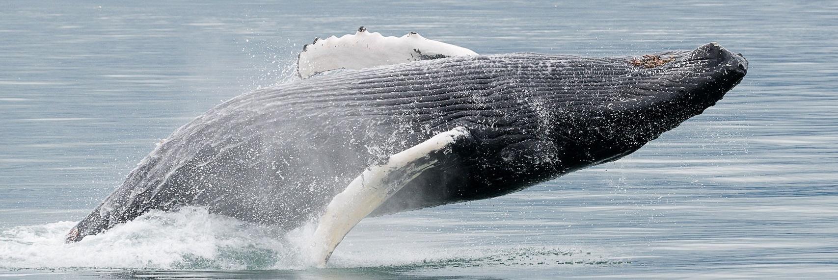 Ballenas desde Akureyri