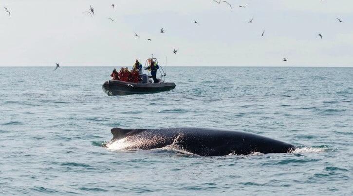 Whale watching in Akureyri with a speedboat tour