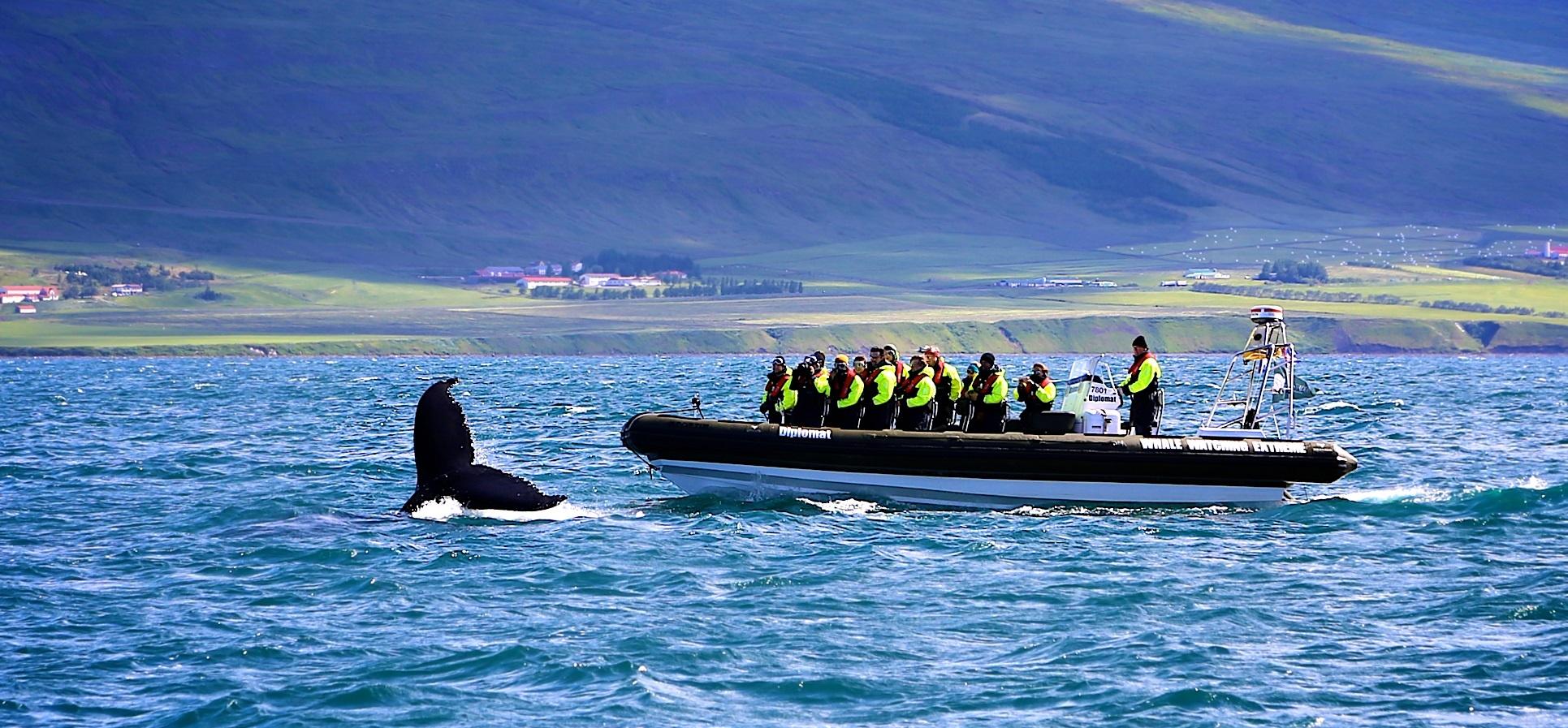 Whale watching tour in a speedboat in Akureyri