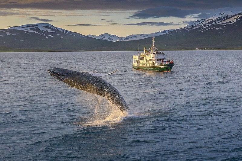 Avistamiento de ballenas desde Akureyri