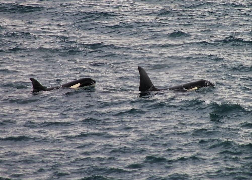 Excursión de avistamiento de ballenas y orcas