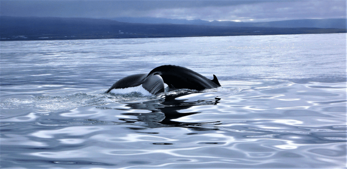 Ballena en el mar de Húsavík, norte de Islandia