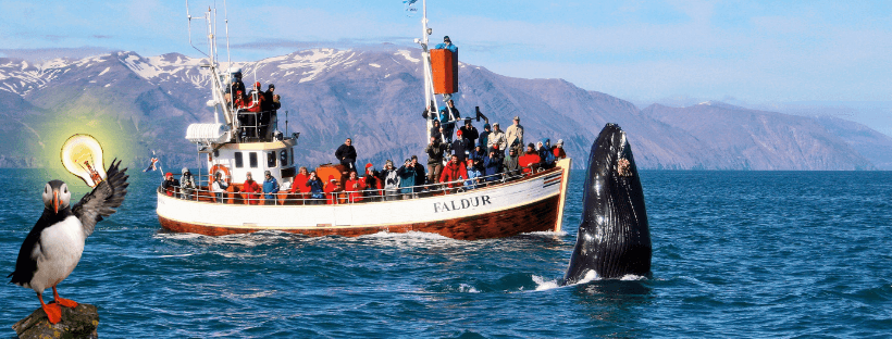 Preguntas frecuentes acerca de las ballenas en Islandia