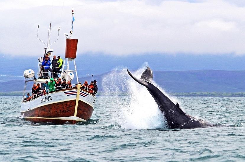 Avistamiento de ballenas desde Húsavík