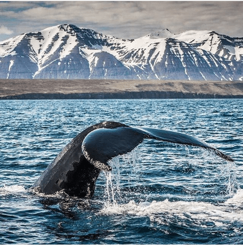 Most reliable whale watching Reykjavik in 2022