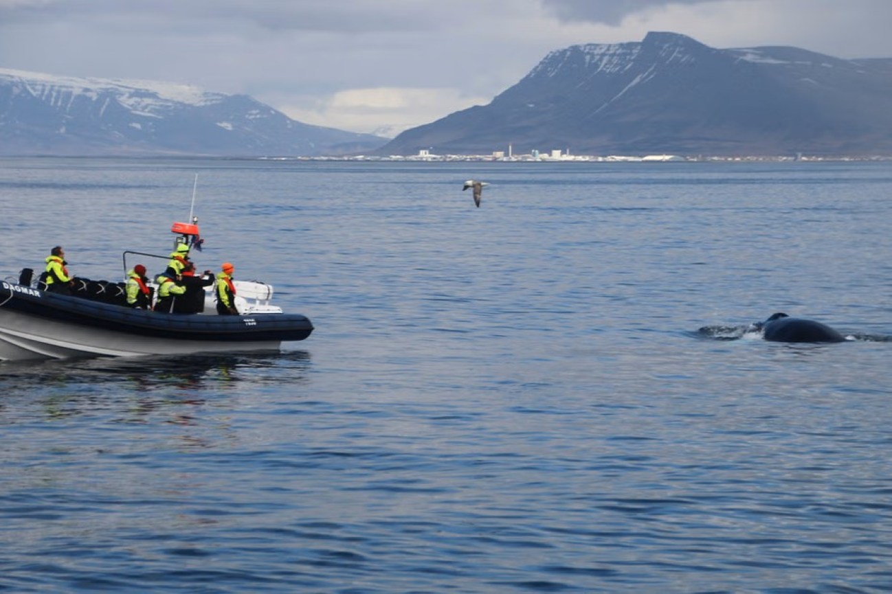 avistamiento-ballenas-zodiac-reykjavik-islandia
