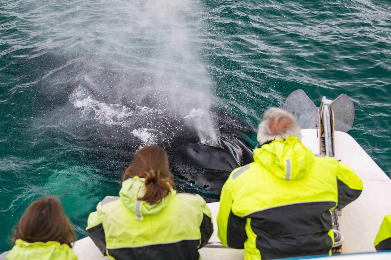 avistamiento de ballenas en lancha rápida desde Reykjavik 