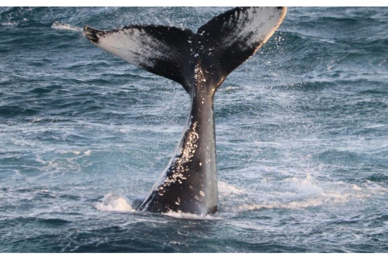 ballenas reykjavik tour