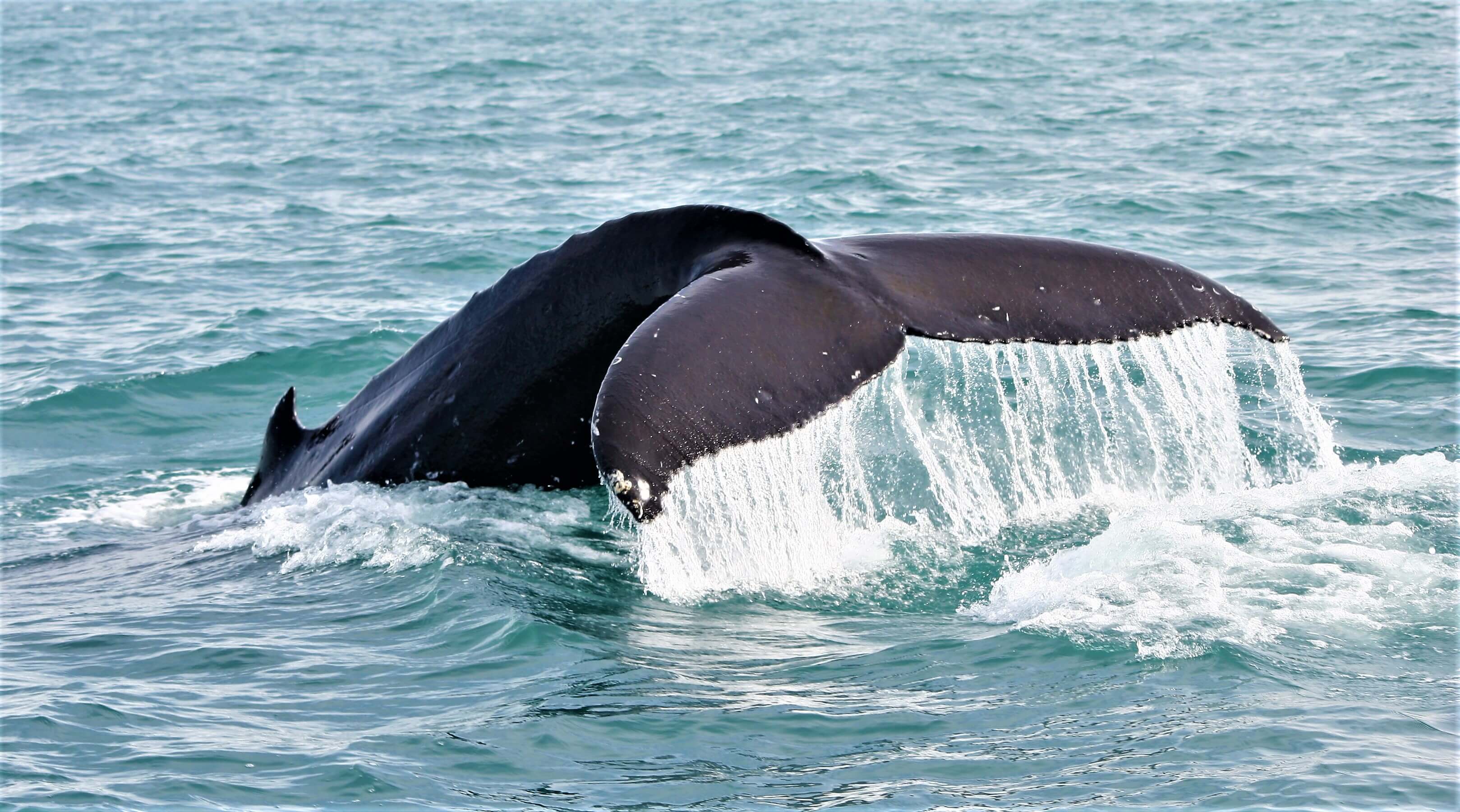 Avistamiento de ballenas en barco desde Reykjavík